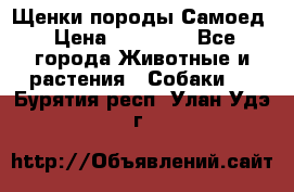 Щенки породы Самоед › Цена ­ 20 000 - Все города Животные и растения » Собаки   . Бурятия респ.,Улан-Удэ г.